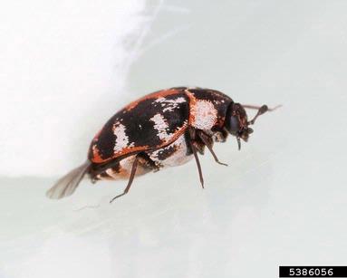 common carpet beetle picture 2